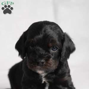 Wyoming, Cavapoo Puppy